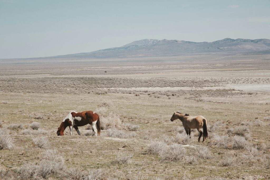 Steppe