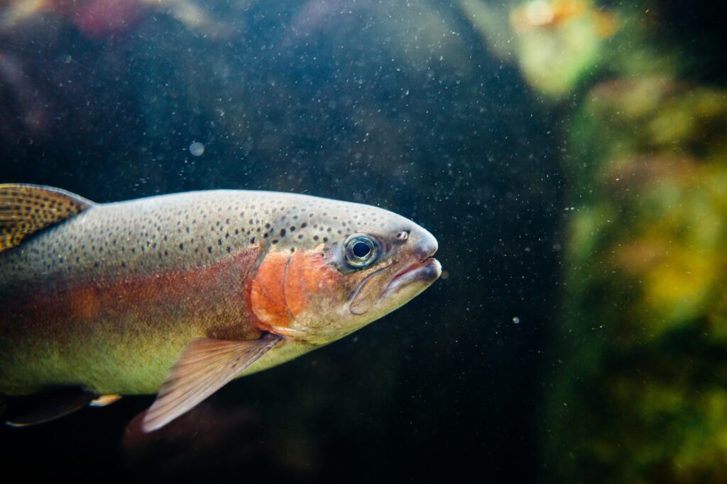 Freshwater