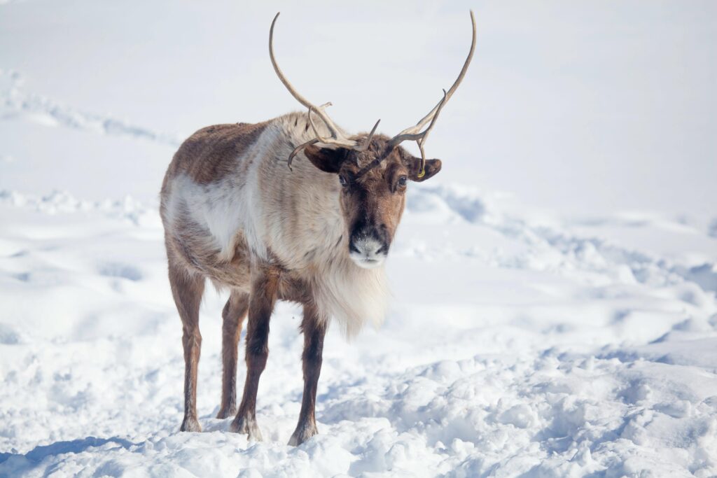 Tundra