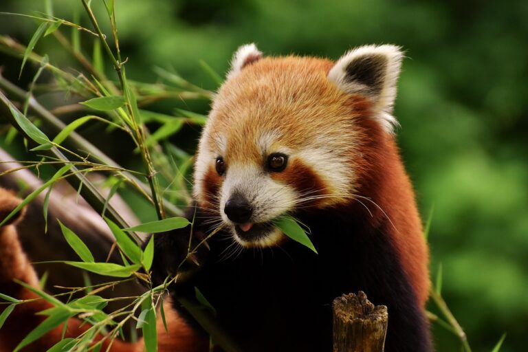 little panda, red panda, cat-bear, bear cat, ailurus fulgens, predator, mammal, zoo, hellabrunn, tierpark hellabrunn, red panda, red panda, red panda, red panda, red panda, zoo