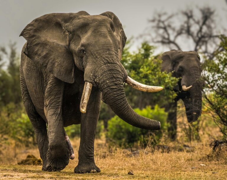 Close-up of African elephants with lush greenery in Kruger National Park, South Africa.